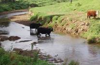 Cows in a stream.