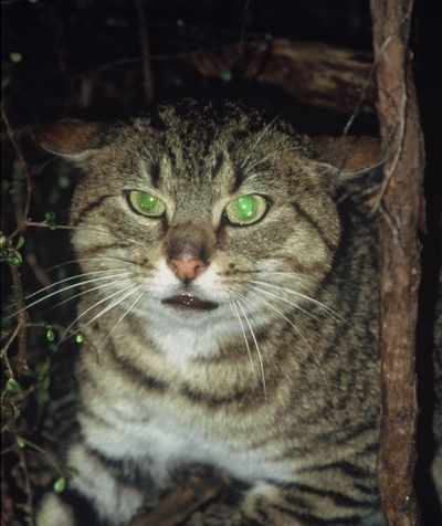 Feral cat. (Photo: Rod Morris).