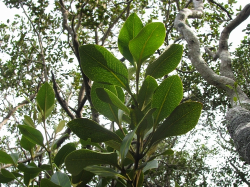 Mangrove leaves.