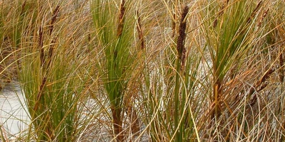 Pingao (Golden sand sedge | Ficinia spiralis).