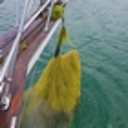 Molecular analysis says seaweed not ‘mermaid hair’