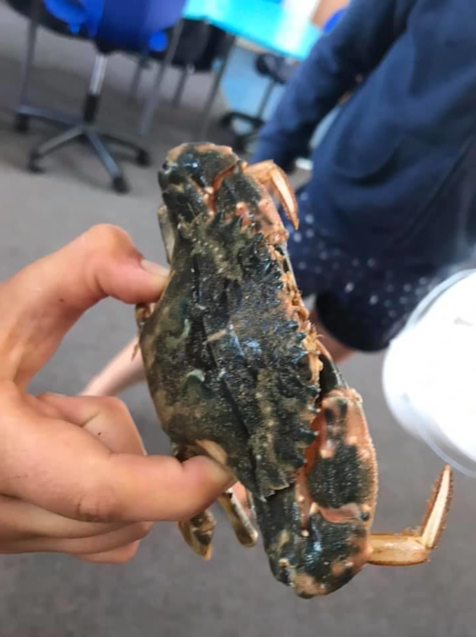 Hand holding a paddlecrab.