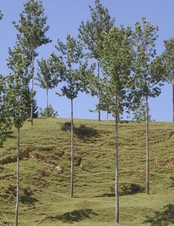 Poplars planted for soil erosion. 