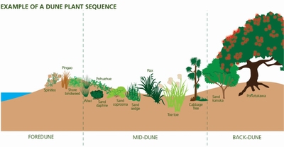 Example of a dune vegetation sequence (adapted from an Auckland Council diagram).