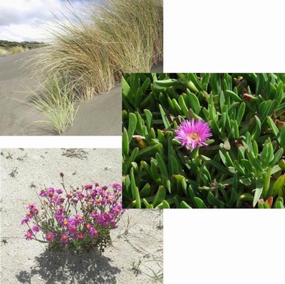 Dune weed plants - from top left: Marram (photo - J Barran), Exotic ice plant and Purple groundsel.