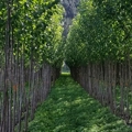 Ordering poplars and willows