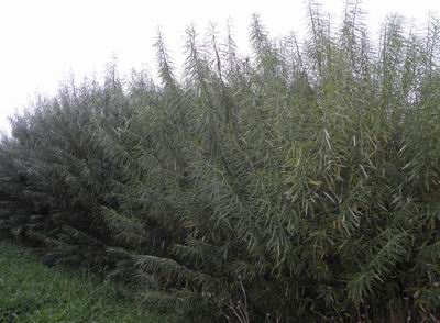 Kinuyanagi willows.