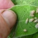 Report tiny bug targeting tobacco weed, Northlanders urged