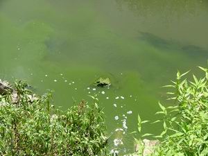 Blue green algae in oxidation pond discharge