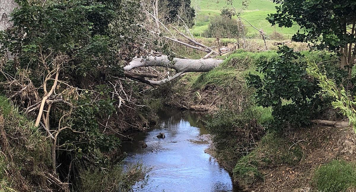 Fallen tree across waterway.