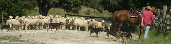 Mob of sheep on a metal road.