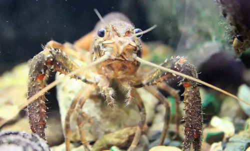 Koura a freshwater crayfish.