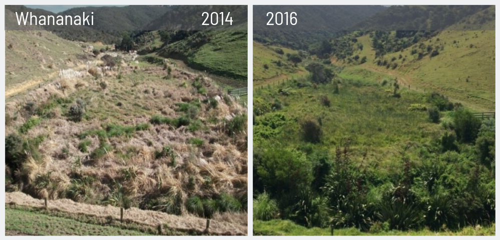 Wetland before and after fencing.