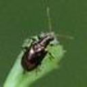 Kerikeri student’s ‘world-first’ beetle research impresses