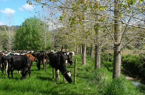 Cows grazing next to a fenced stream.