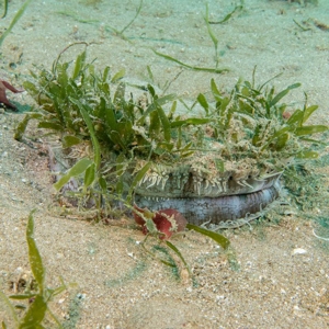 Caulerpa  Photo NIWA 