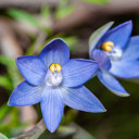 Orchid flowering season underway