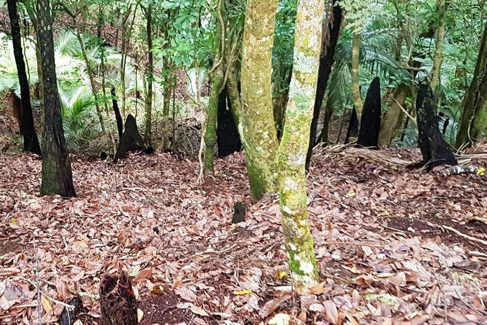 Impact of wild deer on native bush. Lower foliage has been stripped.