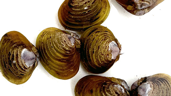 Corbicula White Background