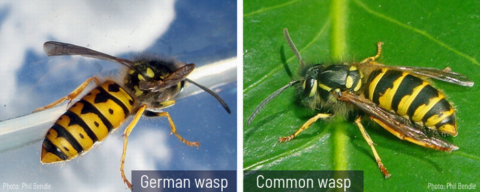 German wasp and Common wasp