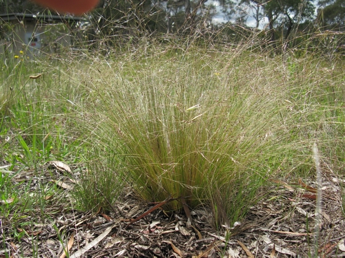 Nassella tussock (Photo credit Harry Rose).