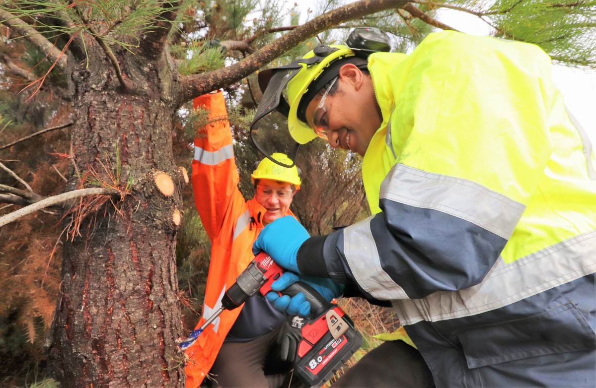 Man drilling a wilding pine tree.