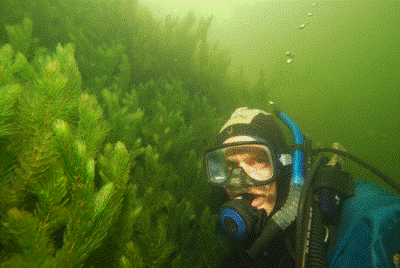 A diver surveying a 4m tall hornwort in Lake Heather (©NIWA). 
