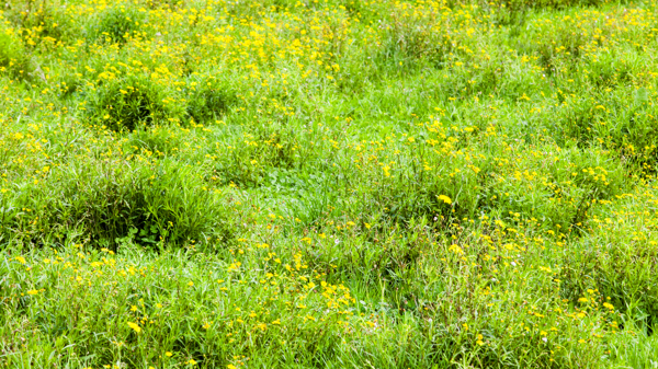 Madagascar Ragwort Photo Credit Wendy Bown  3 