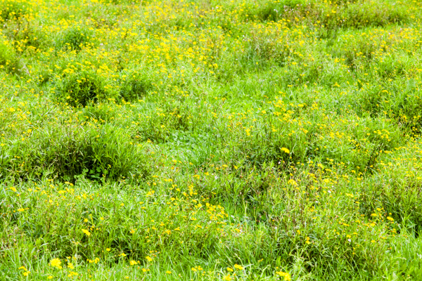 Madagascar Ragwort Photo Credit Wendy Bown  3 