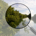 Mapped saltmarsh and mangrove habitats