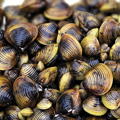 Invasive freshwater clam (Corbicula fluminea)