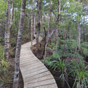 Kauri Mountain track upgraded, others to follow in $2M programme