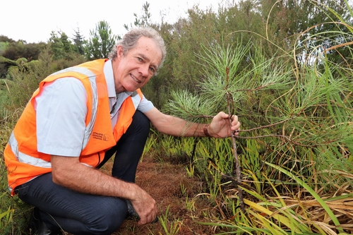 Don McKenzie with a wilding conifer.