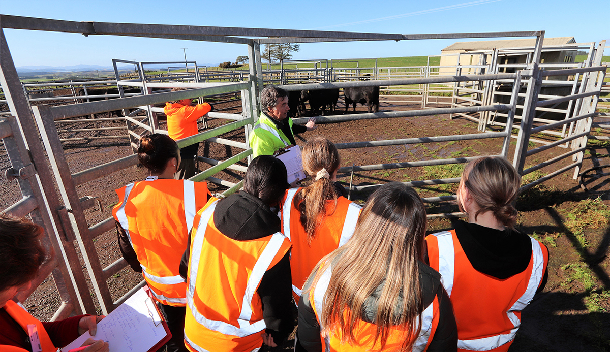 Students and auctioneer in stock yards with bulls.