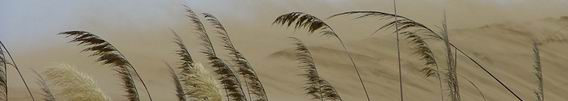 Close-up of toetoe plants on sand dune.