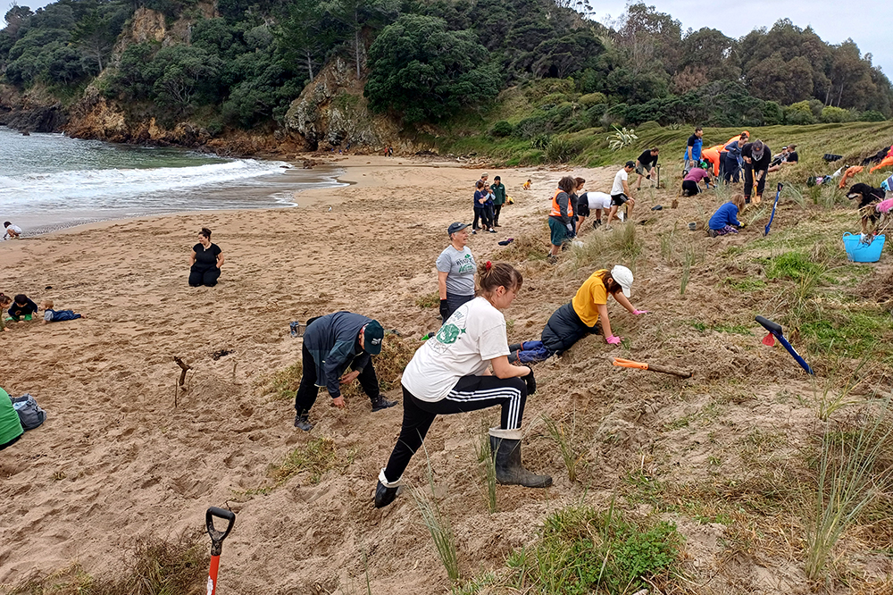 People planting sand dunes with beach and hill in the background.