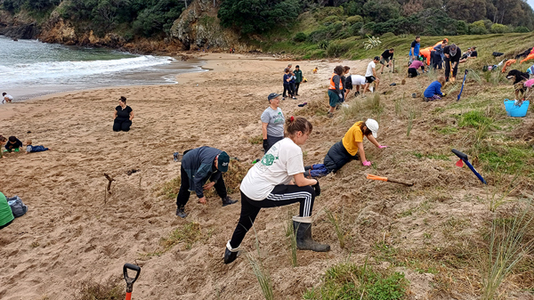 Pataua planting day on Matariki