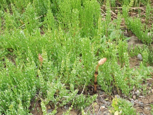 Field horsetail (Photo credit Weedbusters).