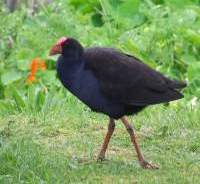 Pukeko.