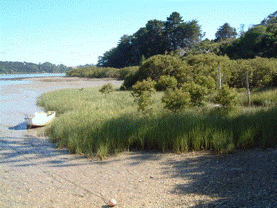 Description: Spartina on the edge of an estuary. 