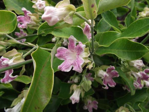 Moth Plant Photo Credit Carolyn Lewis And Weedbusters 1