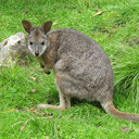 Plea for information after Northland wallaby discovery