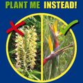 Plant Me Instead booklet