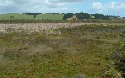 Aurere Stream Wetland, Karikari.