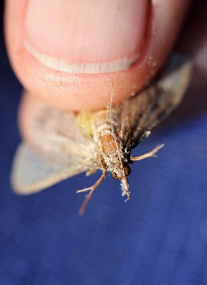 An adult tropical grass webworm moth.