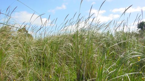 African Feather Grass 01 No Photo Credit