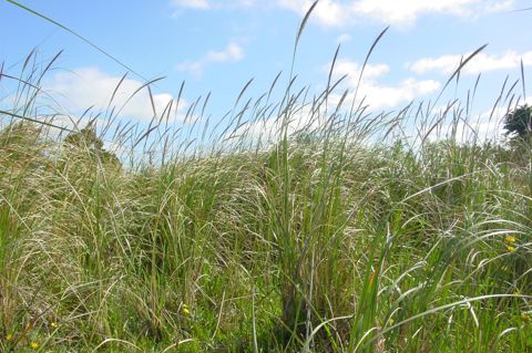 African Feather Grass 01 No Photo Credit