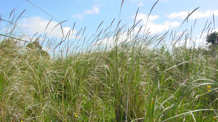 African feather grass