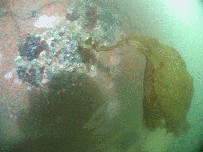 Description: Undaria seaweed (Undaria pinnatifida) (©: Northland Underwater Technical Services).