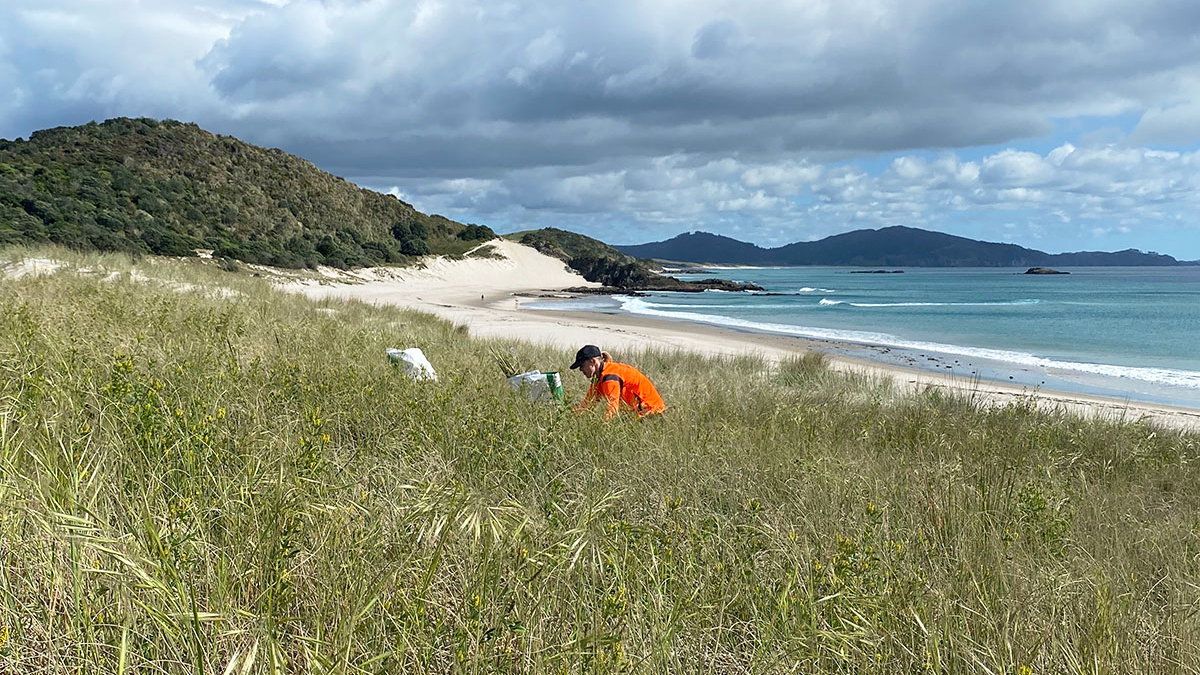 A woman wearing an orange top among dune grasses with beach in the background.